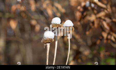 Close-up of three dried flower heads with snow caps. Blurry background. Stock Photo