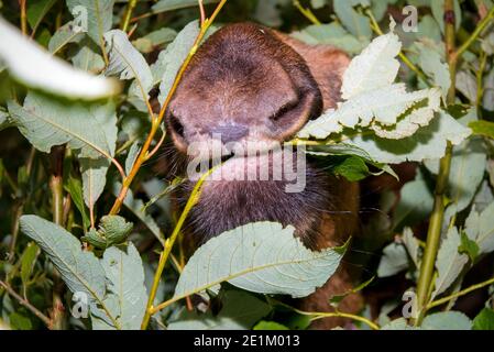 Moose eats leaves from a branch with its muzzle stuck in the bushes and not seeing the photographer Stock Photo