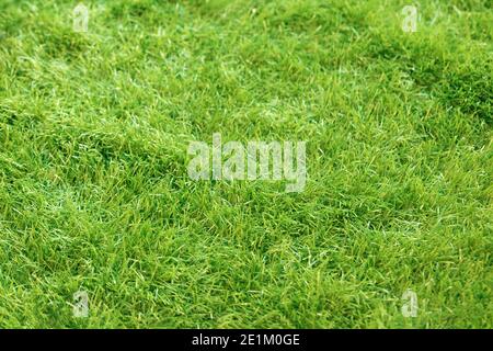 artificial grass green polyethylene coating as textured background Stock Photo