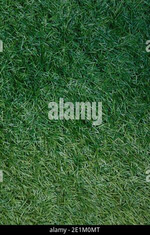artificial green polyethylene background in the form of grass, top view Stock Photo