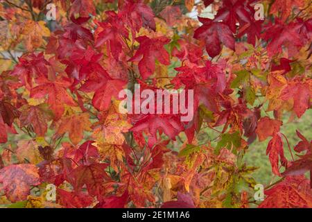 Background or Texture of the  Autumn Coloured Leaves of an American Sweet Gum Tree (Liquidambar styraciflua 'Burgundy') Growing in a Garden Stock Photo