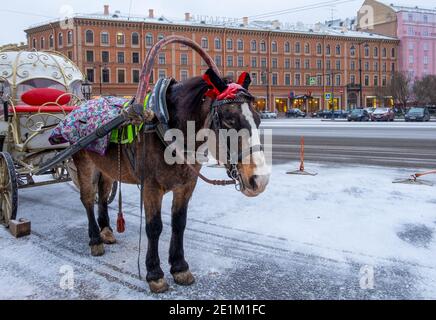 Saint Petersburg, Russia - January 07, 2021. In winter, a cute brown horse harnessed to a historic carriage stands on the street of the city for walki Stock Photo