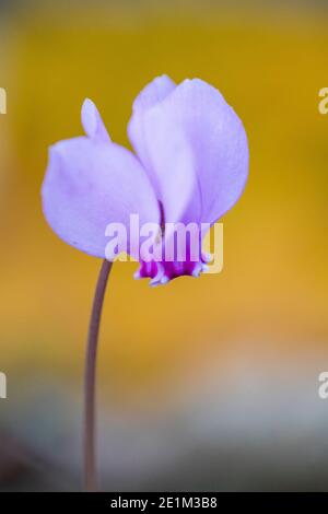 Ivy-leaved Cyclamen (Cyclamen hederifolium), close-up  of the flower, Campania, Italy Stock Photo