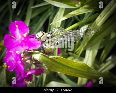Beautiful garden flower with a dragon fly on it Stock Photo
