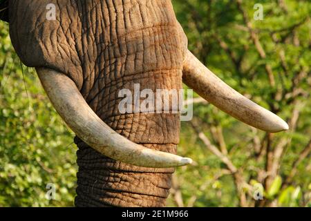 Wild African elephants in the natural African bush. Stock Photo