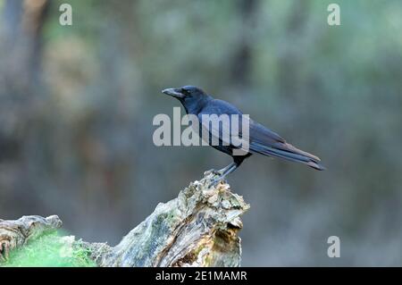 Carrion crow in the forest with the last lighs of the day Stock Photo