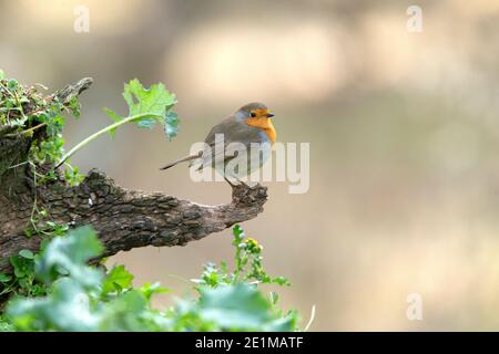 European robin with the last evening lights in a pine forest in winter Stock Photo
