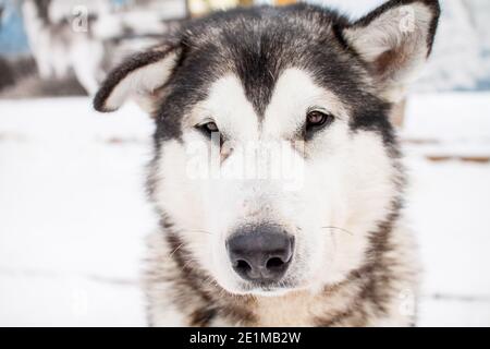 Portrait of a beautiful northern dog of the husky breed. Stock Photo