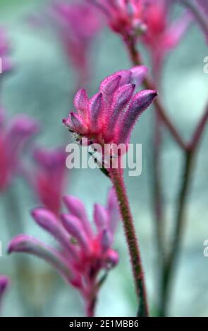 Pink Australian native Kangaroo Paw flower, Bush Pearl cultivar, family Haemodoraceae. Dwarf perennial variety that flowers all year round Stock Photo
