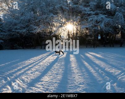 West Lothian, Scotland. Weather, 8th January, 2021. Early morning dog walkers out exercising their pets after a fresh fall of snow, Mid Calder, West Lothian, Scotland, UK. .    Credit: Ian Rutherford/Alamy Live News. Credit: Ian Rutherford/Alamy Live News Stock Photo