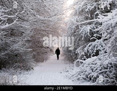 West Lothian, Scotland. Weather, 8th January, 2021. Early morning walker out after a fresh fall of snow, Mid Calder, West Lothian, Scotland, UK. .    Credit: Ian Rutherford/Alamy Live News. Credit: Ian Rutherford/Alamy Live News Stock Photo