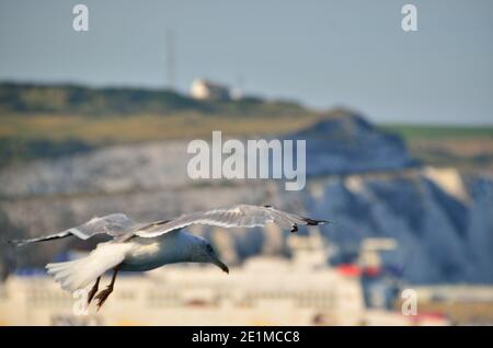 gull in flight at chalk cliffs in dover Stock Photo