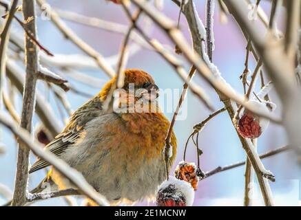 Common Rosefinch female or Carpodacus erythrinus winter berries feeding. Colorful wild songbird on tree branch with red berry eating. Birdwatching for Stock Photo