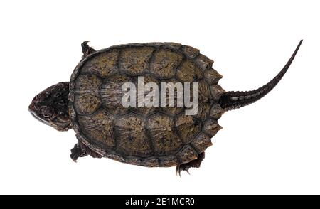 Top view of young Common snapping turtle, isolad on white background Stock Photo