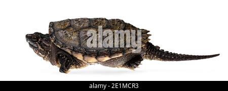 Side view of young Common snapping turtle, isolad on white background Stock Photo