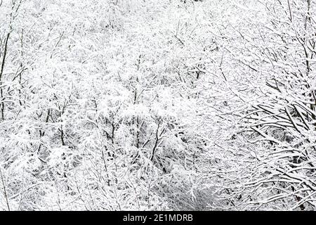 Wonderful white winter landscape with trees covered by snow after snowfall Stock Photo