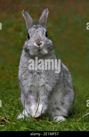 Netherland Dwarf Rabbit Doe Kit Chinchilla Colour - 13 Weeks Stock Photo