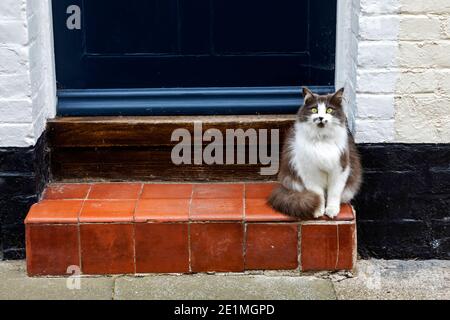 England, Kent, Deal, Cat Sitting on Doorstep and Looking at the Camera Stock Photo