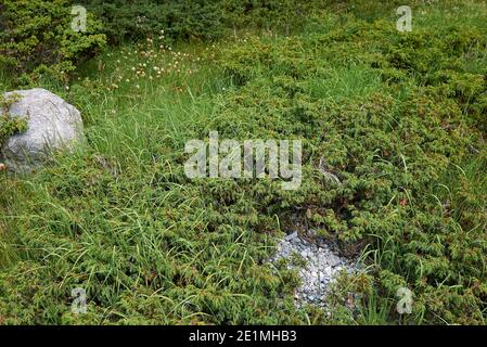 Alpine juniperus shrubs in Switzerland Stock Photo