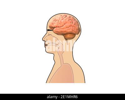 Human head and brain.Machine learning, artificial intelligence, illustation isolated on white, 3D and 2d graphic Stock Photo