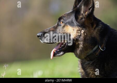 German Shepard dog in meadow portrait Stock Photo