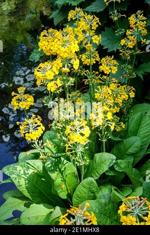 Primula candelabra growing at a small garden pond Stock Photo
