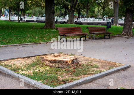Large mature old tree stump cut down in urban park area in Central Sofia Bulgaria Eastern Europe EU Stock Photo