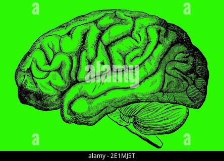 An engraved image of the human brain from a Victorian book dated 1880 that is no longer in copyright isolated on a green background, stock photo image Stock Photo