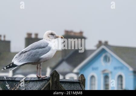 Herring gull ( seagull ) sat amongst the rooftops in a coastal town on a cold winters grey morning in Devon. Teignmouth, England Stock Photo