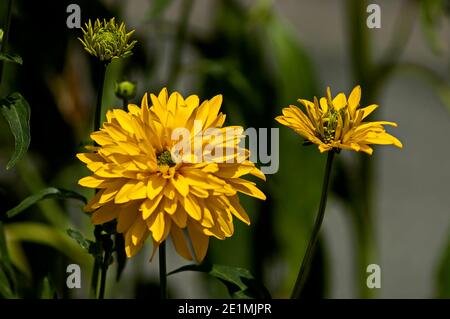 Bloom of dwarf sunflower plant or Helianthus dwarf in manastery garden, village Zhelyava, Bulgaria Stock Photo