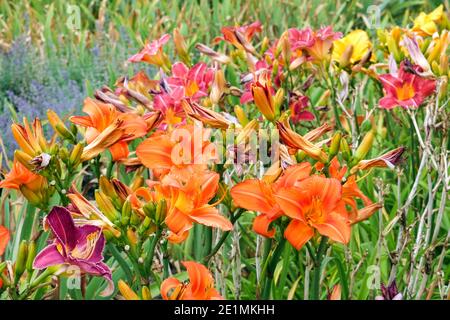 Summer flowers, various Hemerocallis flowering herbaceous perennials plants colorful daylilies border Stock Photo