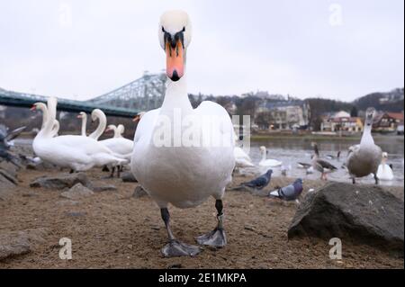 Dresden, Germany. 08th Jan, 2021. Swans are standing on the banks of the Elbe in front of the Elbe bridge 'Blaues Wunder'. Credit: Sebastian Kahnert/dpa-Zentralbild/dpa/Alamy Live News Stock Photo