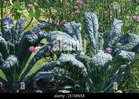 Growing kale in herbaceous garden verbena, Cabbage Nero di Toscana Brassica oleracea kale Stock Photo