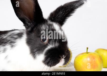 Beautiful black and white rabbit close-up, rabbit's nose and ears with apples on a white background Stock Photo
