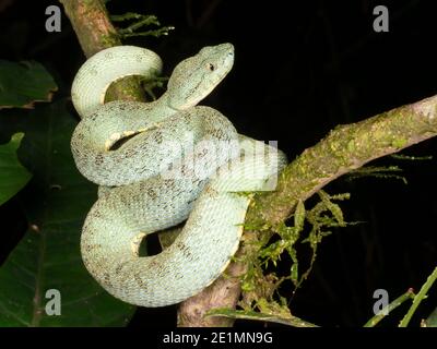 The venomous Two-striped forest pitviper (Bothriopsis bilineata) resting in the rainforest understory, Ecuador Stock Photo