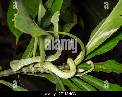 The venomous Two-striped forest pitviper (Bothriopsis bilineata) active at night in the rainforest understory, Ecuador Stock Photo