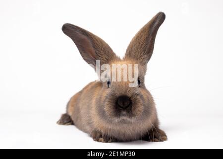 Macro photo of a fluffy brown rabbit. Rabbit diseases, coccidiosis. Isolate on white. 2023 new year of the rabbit with copy space for text. Stock Photo