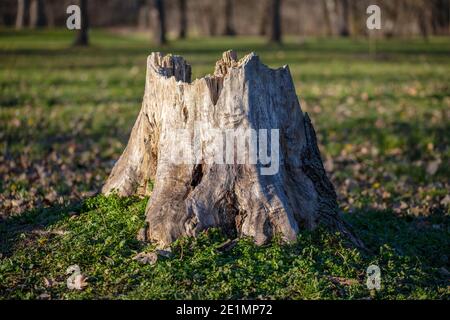 Old weathered tree stump rotting in the forest. Stock Photo