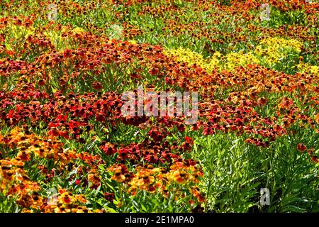Colorful Herbaceous perennial flower bed garden mixed Heleniums flowers Stock Photo