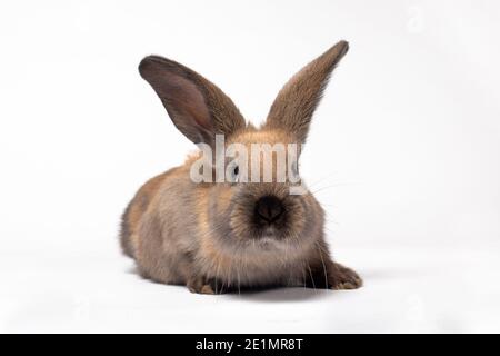 Brown rabbit sitting on a white background. Rabbit diseases, coccidiosis or lichen. Veterinary medicine for a farm. Stock Photo