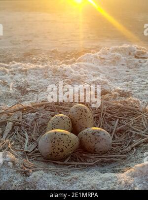 Beams of light illuminate defenseless gull eggs. Stock Photo