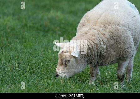 A ram grazing n a field on a Yorkshire farm.