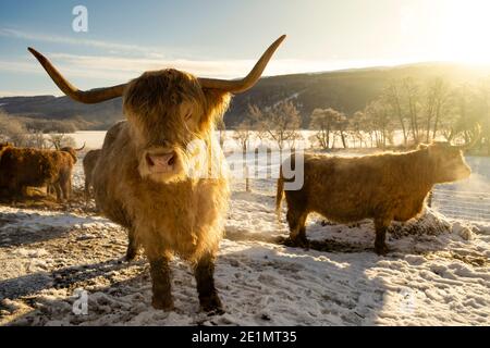 A heard of Highland cows in a snow covered field by a frozen Loch Meiklie in the Highlands of Scotland. Stock Photo