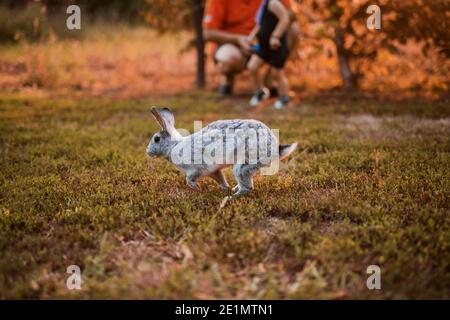 Close up of a white rabbit running thru the garden. Stock Photo