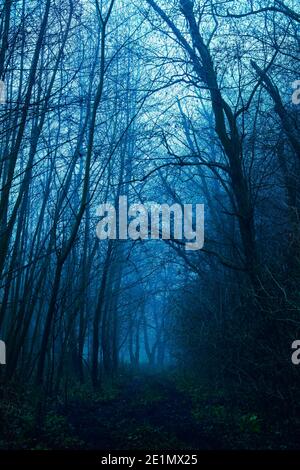Mysterious path in dense dark blue forest leading amongst tall trees in mist Stock Photo