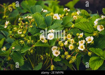 White strawberry flowers in spring garden. Growing strawberries in garden on farm. Stock Photo