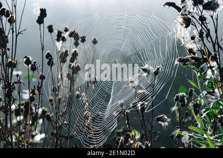 Cobwebs on dry grass on sunny day. Mystical atmosphere in early morning. Stock Photo