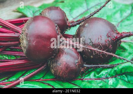 Beetroot tubers with green leaves on wooden table. Preparation of fresh salad. Fresh vegetables for vegetarian cooking. Beets on street market stall. Stock Photo
