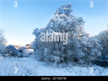 Weather, 8th January, 2021. A tree covered in frost and snow in Almondell Country park, West Lothian, Scotland, UK. .    Credit: Ian Rutherford/Alamy Live News. Stock Photo