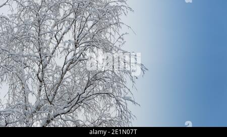 Branches in frost against blue sky. Snow forest in white velvet. Bottom up view in sunny cold weather. Stock Photo